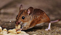 24 Hour & Emergency Exterminators in Vicksburg, MS